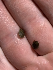 Ambrysus