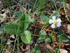 Potentilla montana