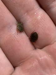 Ambrysus