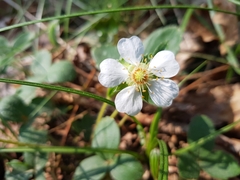 Potentilla montana