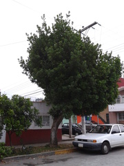 Magnoliopsida