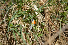 Anthocharis cardamines