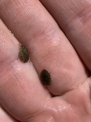 Ambrysus