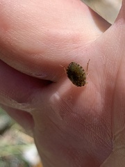 Ambrysus