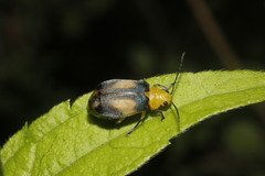 Derospidea ornata