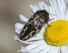 Acmaeodera cuneata