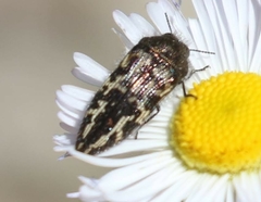 Acmaeodera cuneata