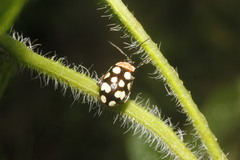 Alagoasa bipunctata perennis