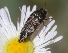 Acmaeodera cuneata