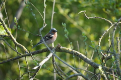 Fringilla coelebs