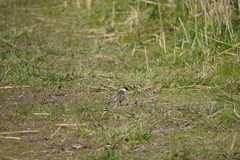 Emberiza schoeniclus