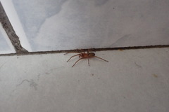 Phyxelididae