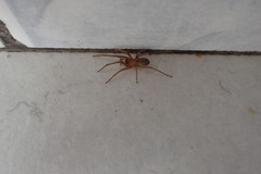 Phyxelididae