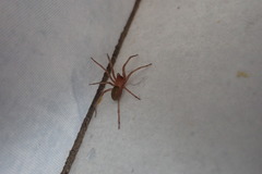 Phyxelididae