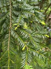 Taxus chinensis