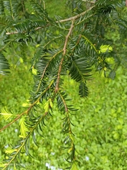 Taxus chinensis