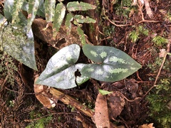 Asarum taipingshanianum