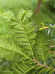Taxus chinensis