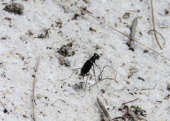 Cicindela