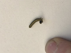 Lepidoptera