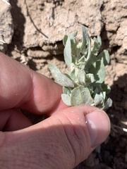 Atriplex argentea longitrichoma