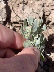 Atriplex argentea longitrichoma