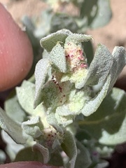 Atriplex argentea longitrichoma