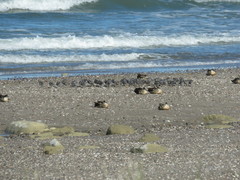 Calidris canutus rufa