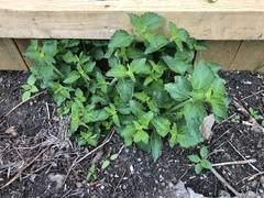 Lantana × strigocamara