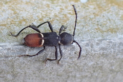 Epipedocera atritarsis djoui