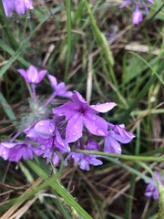 Phlox amoena