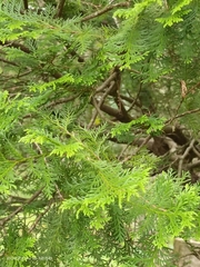 Chamaecyparis formosensis