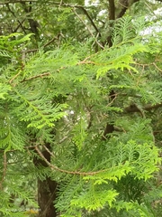 Chamaecyparis formosensis