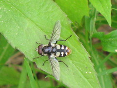 Sericomyia lata