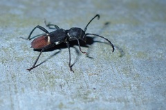 Epipedocera atritarsis djoui