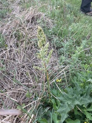 Poa arachnifera
