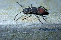 Epipedocera atritarsis djoui