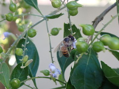 Apis mellifera