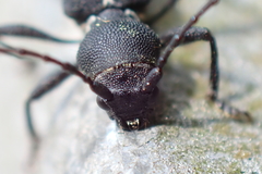 Epipedocera atritarsis djoui
