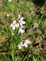 Cardamine pratensis