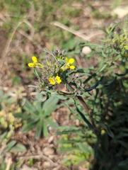 Erysimum crepidifolium