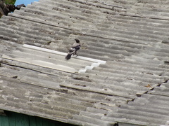Corvus cornix