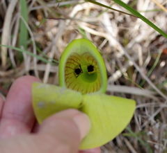 Exyra semicrocea