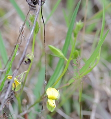 Crotalaria purshii