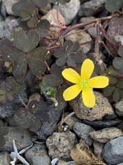 Oxalis corniculata image