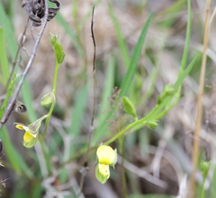 Crotalaria purshii
