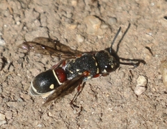 Maricopodynerus