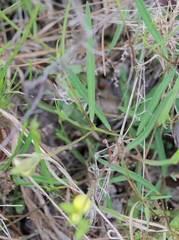 Crotalaria purshii
