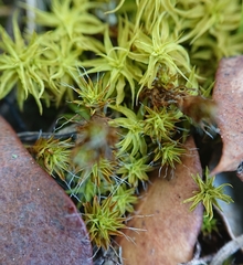 Syntrichia ruraliformis