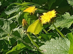 Taraxacum